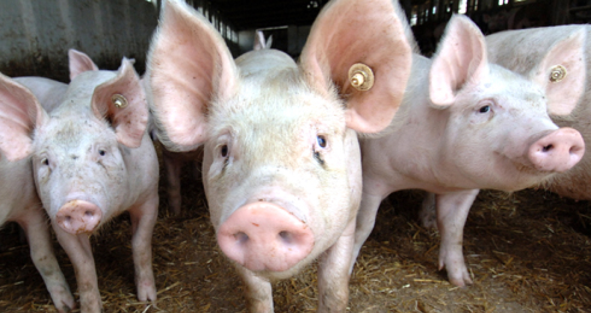 Landwirtschaft: Ferkel in der Biopark-Sauenanlage