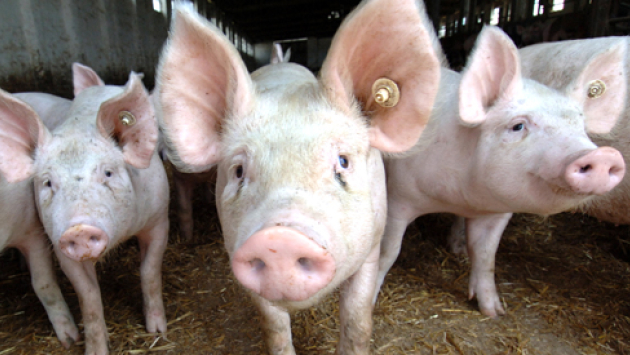 Landwirtschaft: Ferkel in der Biopark-Sauenanlage